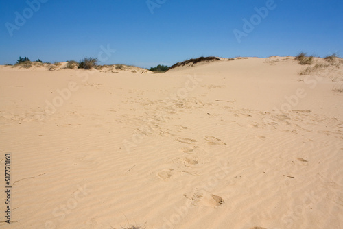 Oleshkiv Sands National Nature Park in the Kherson Region in Ukraine 