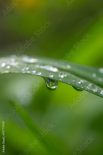 Green leaf with raindrops on a summer day macro photography. Fresh leaf of garden flowering plant with water drops springtime close-up photography. 