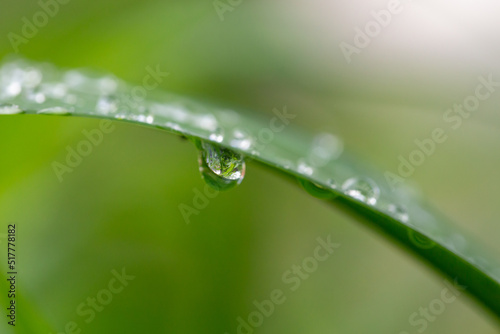 Green leaf with raindrops on a summer day macro photography. Fresh leaf of garden flowering plant with water drops springtime close-up photography.