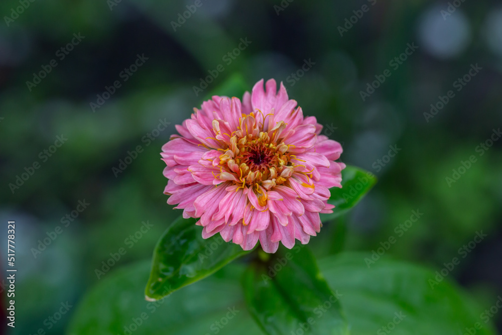 Obraz premium Blossom pink zinnia flower on a green background on a summer day macro photography. Blooming zinnia with pink petals close-up photo in summertime. 