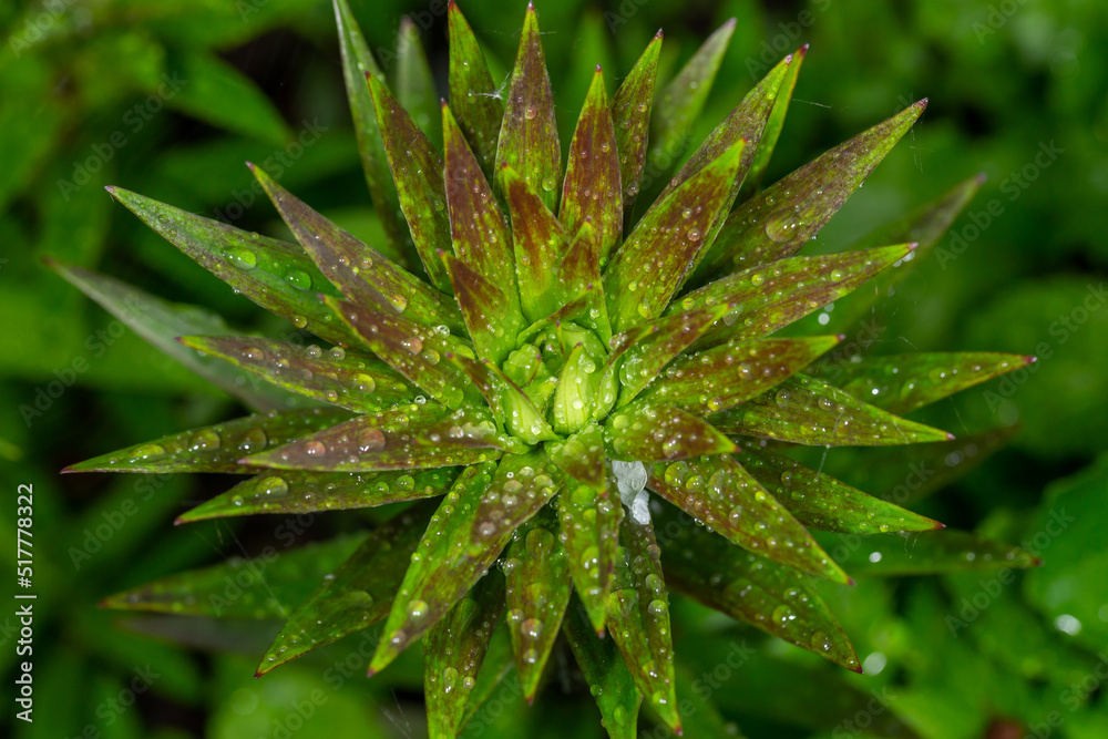 Green plant with water drops on leaves macro photography. Flowering plant on a rainy day top view. Fresh green foliage with raindrops after rain in summertime close-up photo. Green plant with water drops on leaves macro photography. Flowering plant on a rainy day top view. Fresh green foliage with raindrops after rain in summertime close-up photo.