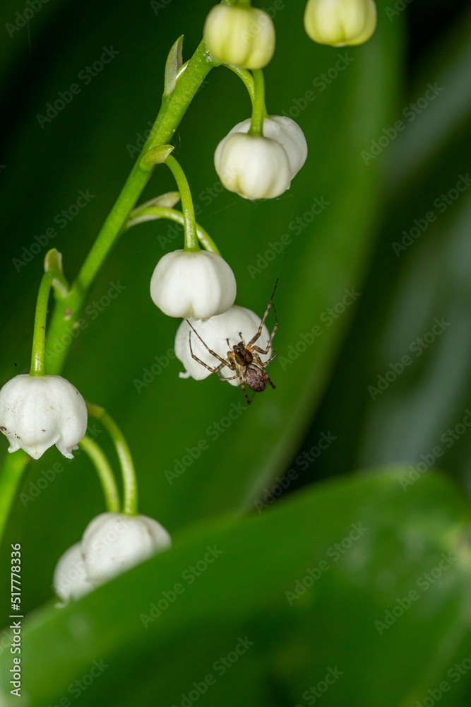 A small spider climbs on the white flowers of lilies of the valley macro photography in springtime. A spider sits on white flowers close-up photo on a summer day. A small spider climbs on the white flowers of lilies of the valley macro photography in springtime. A spider sits on white flowers close-up photo on a summer day.