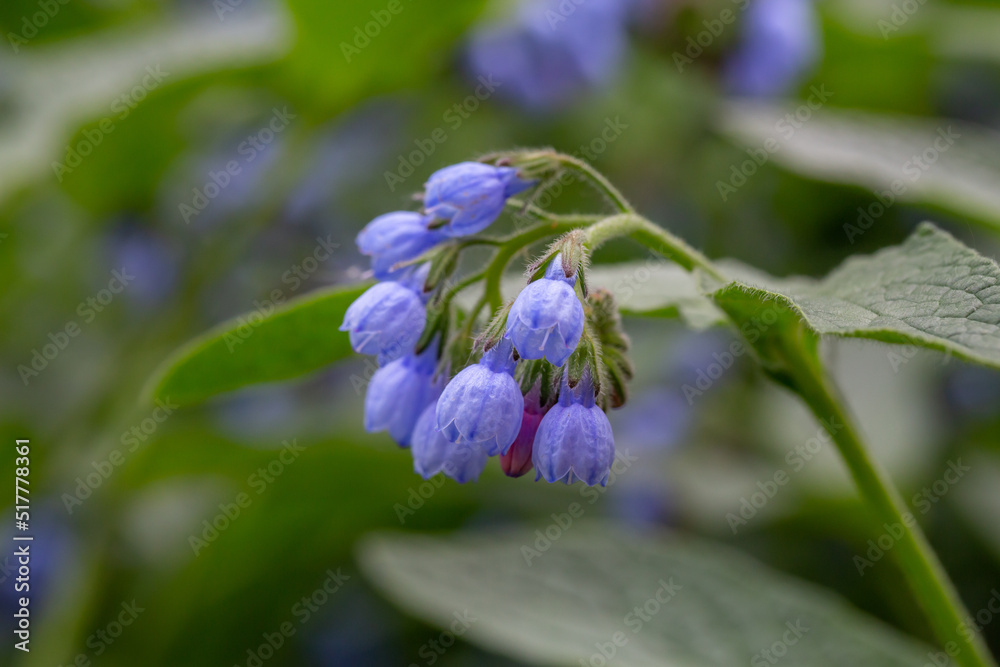 Blue comfrey flower on a green background on a sunny day in springtime macro photography. Blooming Symphytum wildflower with purple petals on a summer day close-up photo. Blue comfrey flower on a green background on a sunny day in springtime macro photography. Blooming Symphytum wildflower with purple petals on a summer day close-up photo.
