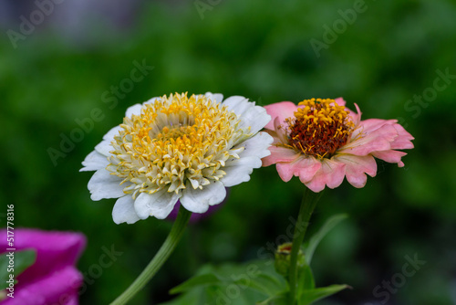 Blooming white and pink zinnia flower on a green background on a summer day macro photography. Blossom two flowers close-up photo in summertime. 