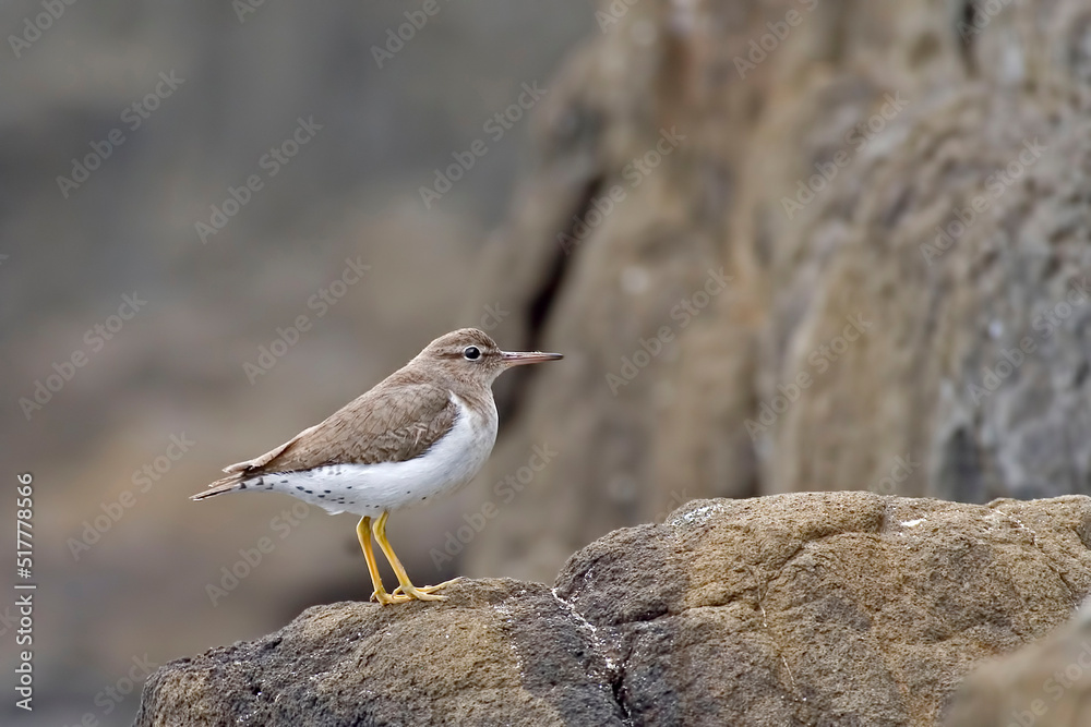 Spotted Sandpiper, Actitis macularius, perched on rock Spotted Sandpiper, Actitis macularius, perched on rock
