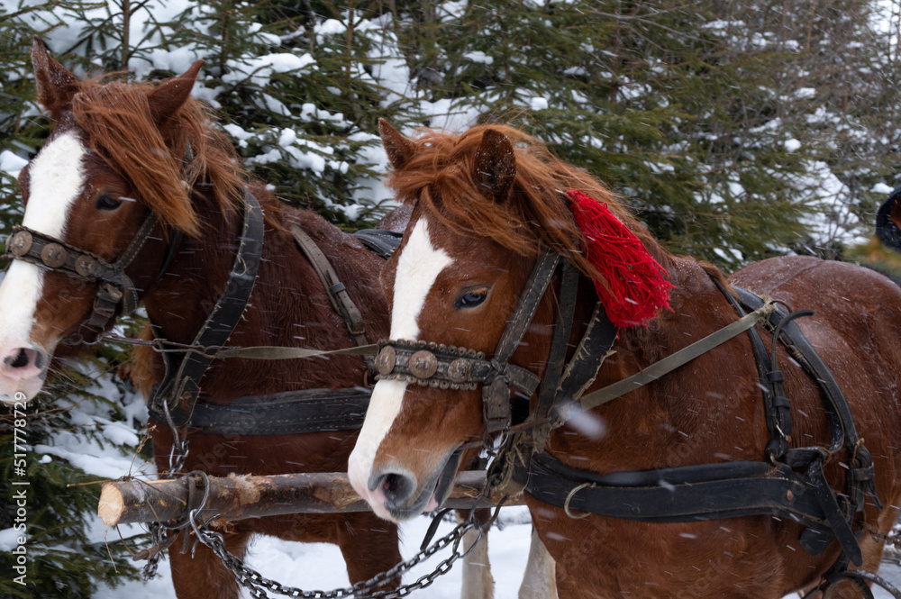 A pair of horses in a snowy forest. Portrait of horses. Horse close up. A pair of horses in a snowy forest. Portrait of horses. Horse close up.