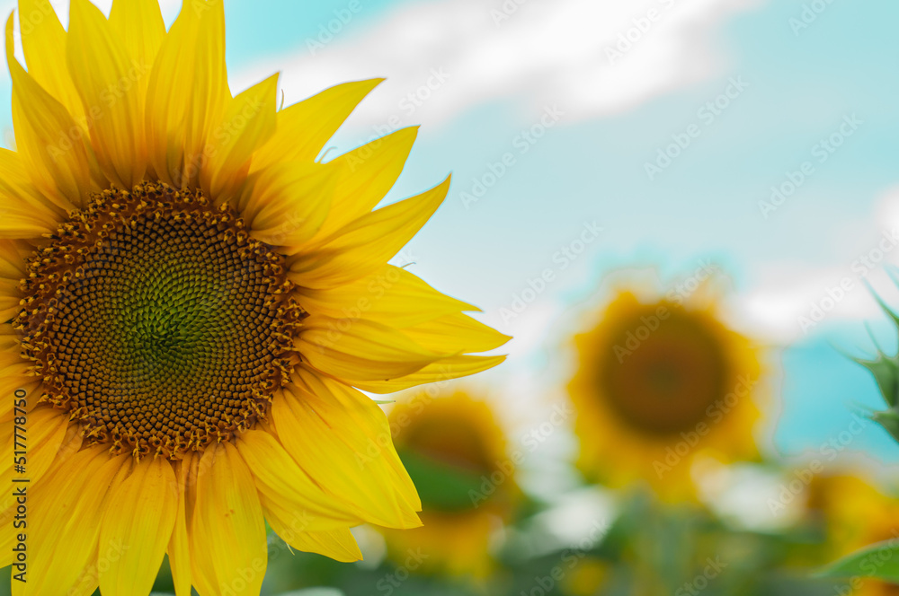 sunflower in the field, bright, yellow, wallpaper, pattern , blooming sunflower flower isolated, close up, against the blue sky, growing cereals, agriculture, farming, summer, autumn, harvesting sunflower in the field, bright, yellow, wallpaper, pattern , blooming sunflower flower isolated, close up, against the blue sky, growing cereals, agriculture, farming, summer, autumn, harvesting