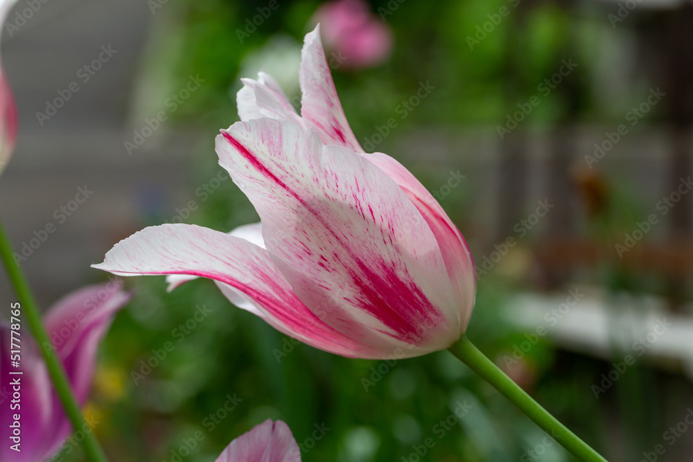 Obraz premium Blooming bicolor tulip flower on a dark green background on a summer day macro photography. Garden tulip with pink-white petals in springtime close-up photography. 