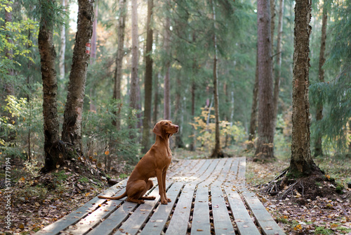 Hungarian Vizsla on a wooden path in the autumn forest. Pet in leaf fall. Atmospheric photo in nature