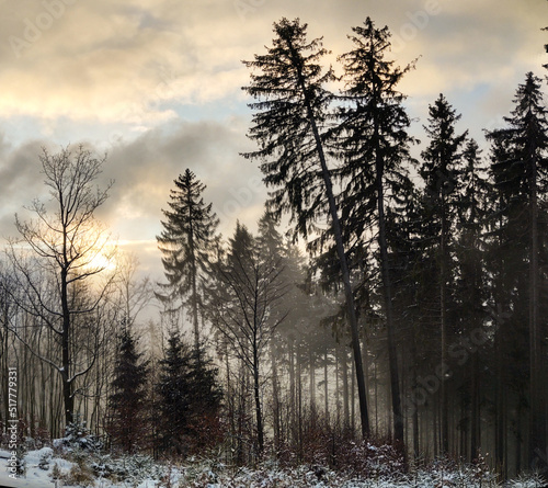 Nature under the snow during winter. Slovakia