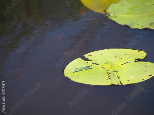lilies pond lake water flowers summer