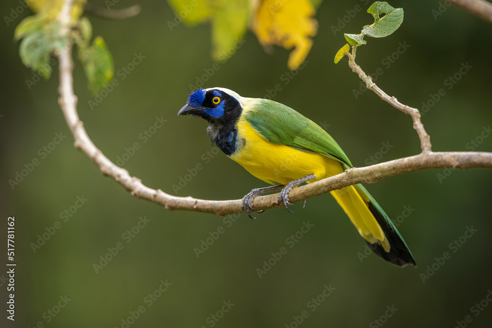 Fototapeta premium Green Jay perched on a branch