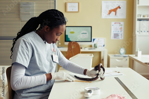 Side view portrait of female veterinarian examining reptile in vet clinic and measuring growth with ruler, copy space