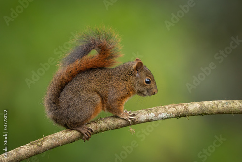 Northern Amazon red squirrel perched on a branch