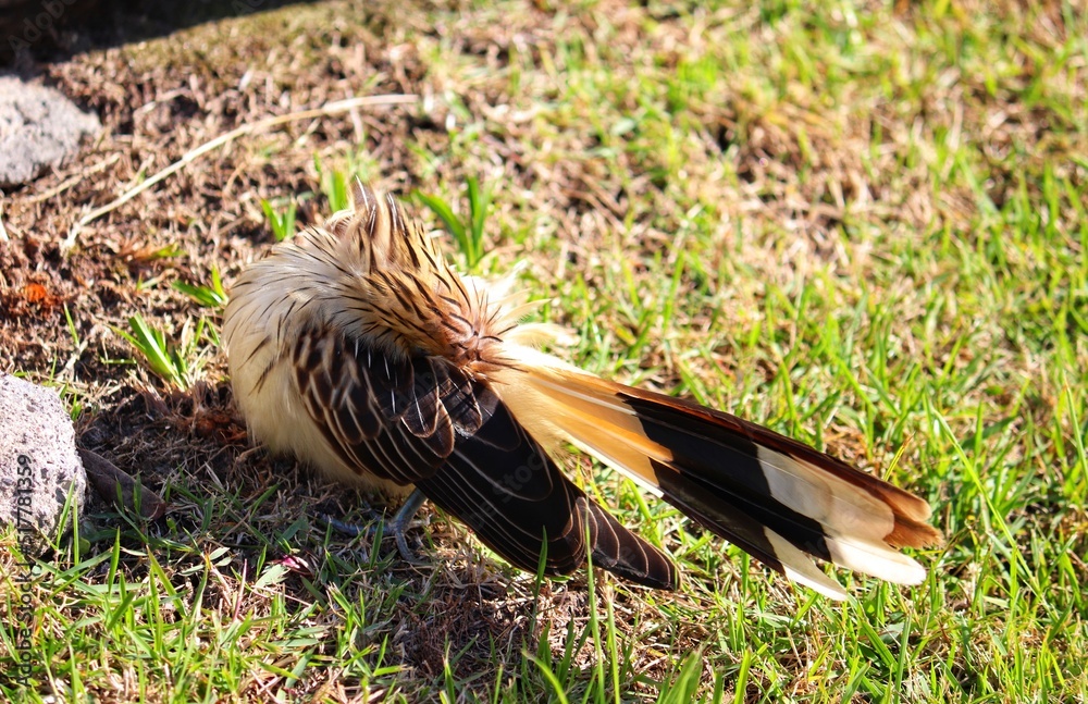 Photograph of a Guira cuckoo. The bird was found on the beach of Atlântida, in Rio Grande do Sul, Brazil. Photograph of a Guira cuckoo. The bird was found on the beach of Atlântida, in Rio Grande do Sul, Brazil.