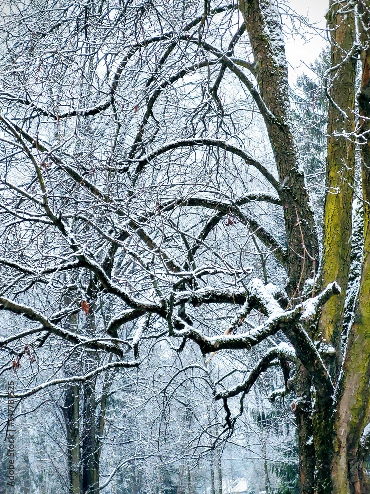 Obraz premium Nature under the snow during winter. Slovakia