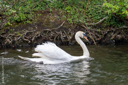 Mute Swan  London  United Kingdom