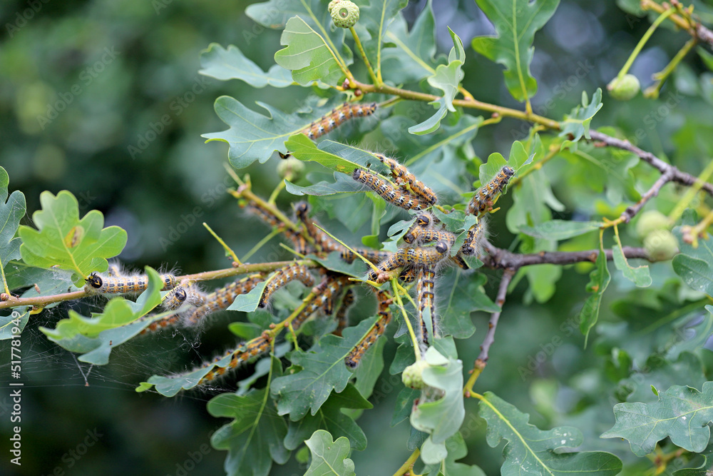 Buff tip moth (Phalera bucephala) caterpillars on damaged oak foliage. Buff tip moth (Phalera bucephala) caterpillars on damaged oak foliage.
