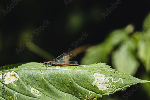 Obraz na płótnie Early adonis on a leaf, macro