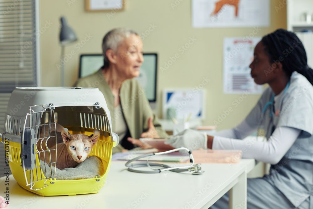 Obraz premium Close up of exotic hairless cat in pet carrier at vet clinic with owner consulting veterinarian in background, copy space