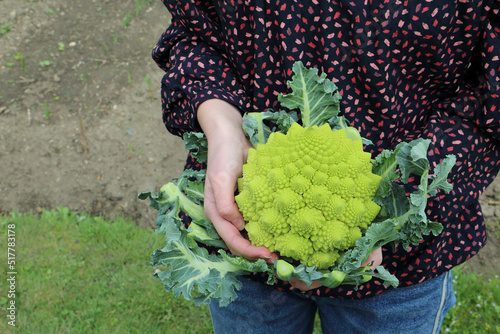 Fresh harvested romanesco cauliflower in a young female hands.