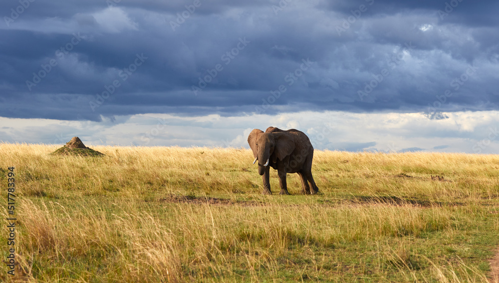 Elephant under dark skies in the Maasai Mara National Reserve, Kenya
