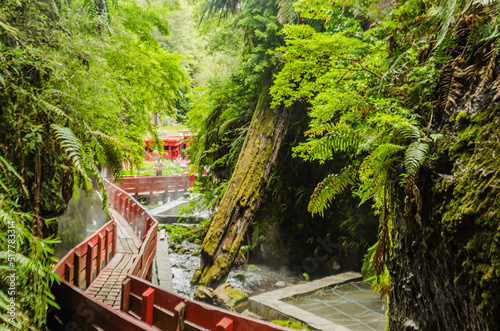 wooden bridge in the forest photo