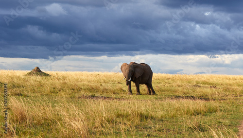 Elephant under dark skies in the Maasai Mara National Reserve  Kenya