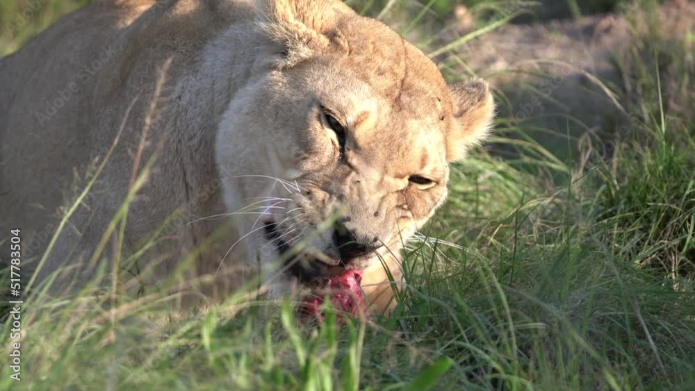 Majestic African lioness eating her kill - pride of the jungle - Mighty wild animal in nature, roaming the grasslands and savannah of Africa Majestic African lioness eating her kill - pride of the jungle - Mighty wild animal in nature, roaming the grasslands and savannah of Africa