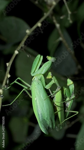 VERTICAL VIDEO: Two male sits on the female Praying mantises copulate. Mantis mating. Transcaucasian Tree Mantis (Hierodula transcaucasica). Close up of mantis insect photo