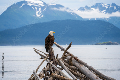 Alaska Bald Eagle © Matthew