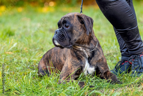 Big dog breed German boxer close up on a leash near the mistress © Volodymyr
