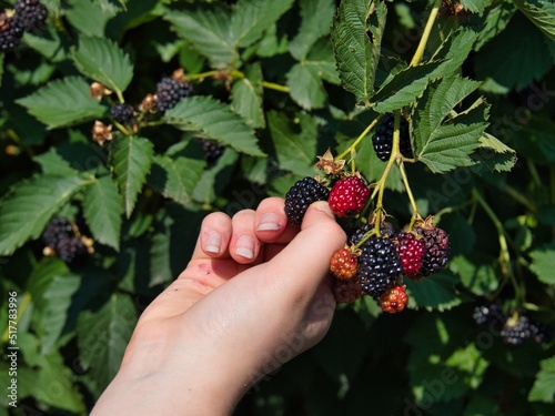 Hand Picking Delicious Organic Blackberries in KS photo