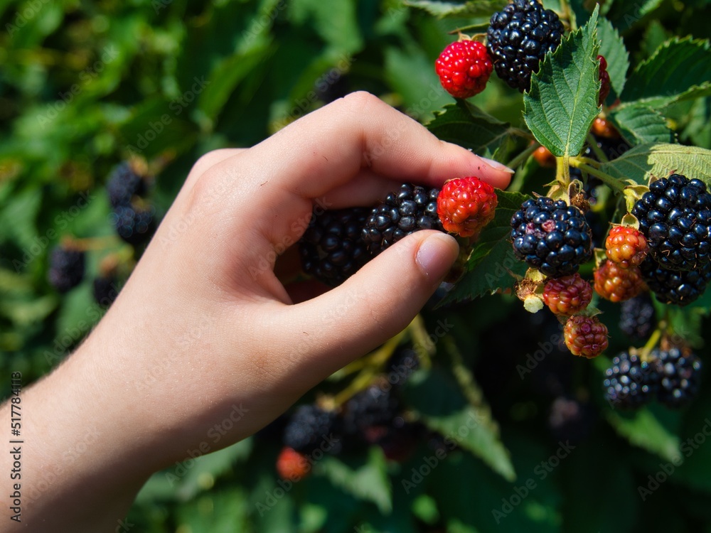 Hand Picking Delicious Organic Blackberries in KS Hand Picking Delicious Organic Blackberries in KS