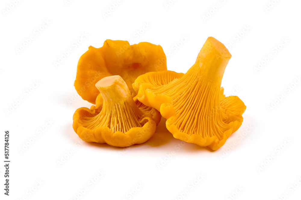 Chanterelles mushrooms, isolated on white background.