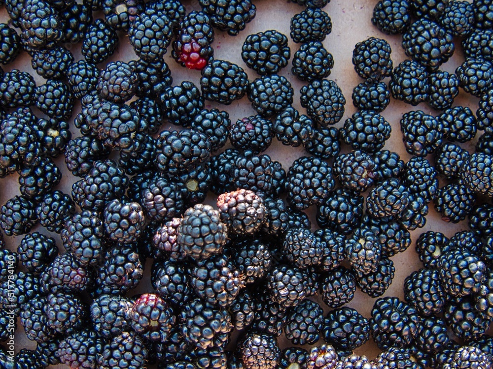 Hand Picking Delicious Organic Blackberries in KS