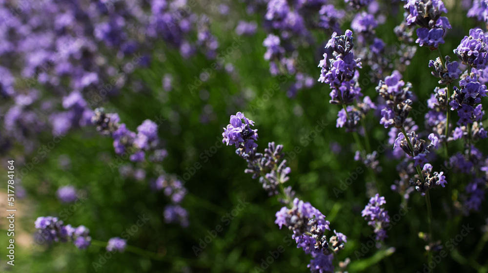 Obraz premium Natural background of bush of lavender flowers.