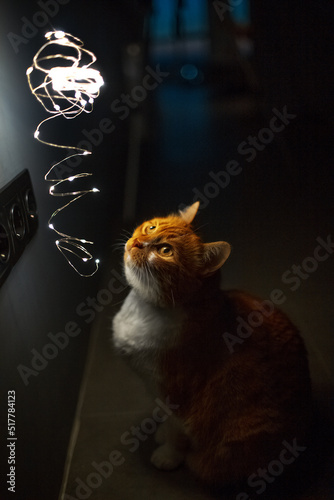 Red white cat looking at glowing garlands. Night photo. Close-up view.