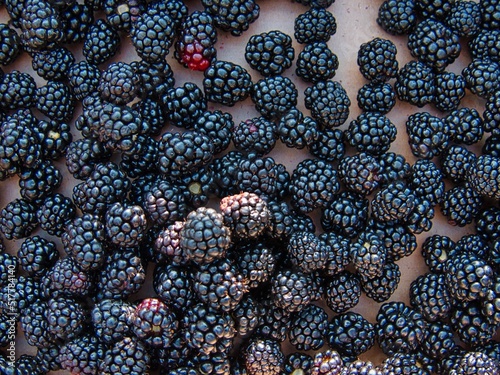 Hand Picking Delicious Organic Blackberries in KS photo