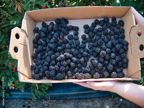 Hand Picking Delicious Organic Blackberries in KS photo