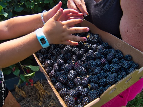 Hand Picking Delicious Organic Blackberries in KS photo