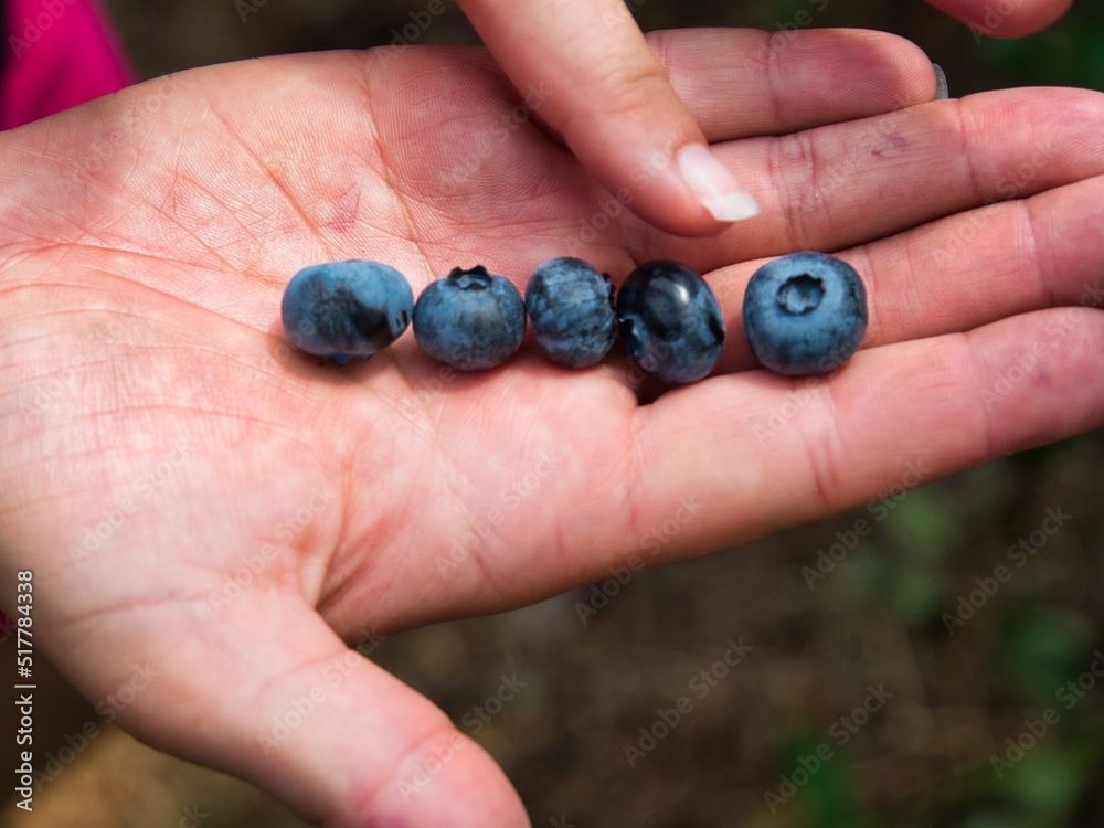 Girl holding Fresh Handpicked Organic Blueberries Girl holding Fresh Handpicked Organic Blueberries
