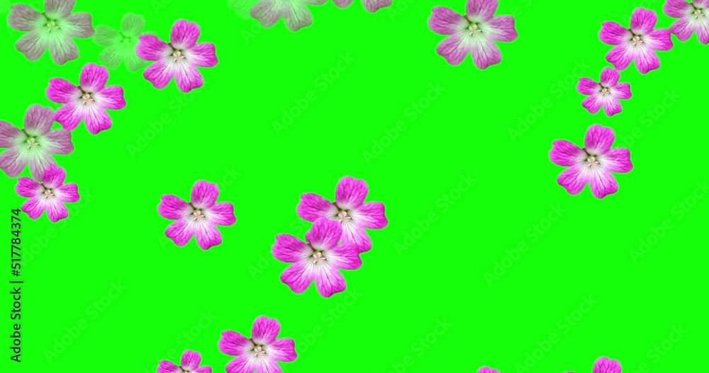 spring flowers background, flower petals falling green screen download