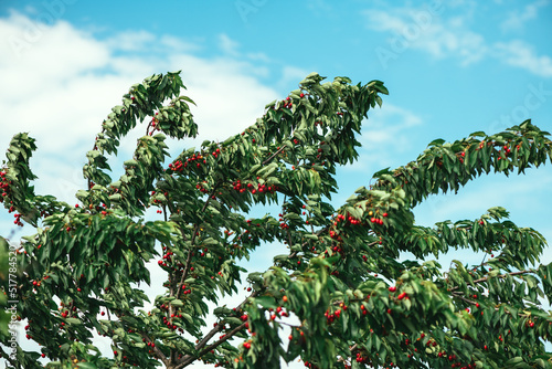 Obraz na płótnie Sweet cherry (Prunus avium) tree branches full of ripe red fruit in summer
