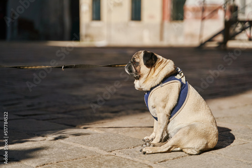 Fototapeta Naklejka Na Ścianę i Meble -  Side view of cute pug dog on a leash sitting on sidewalk in the street