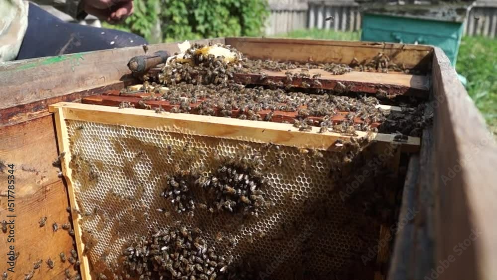 The beekeeper works in the apiary. Beehive and honey production. Work at home apiary. Swarm of bees. The beekeeper works in the apiary. Beehive and honey production. Work at home apiary. Swarm of bees.
