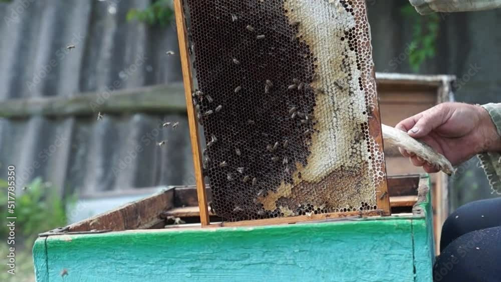 The beekeeper works in the apiary. Beehive and honey production. Work at home apiary. Swarm of bees. The beekeeper works in the apiary. Beehive and honey production. Work at home apiary. Swarm of bees.