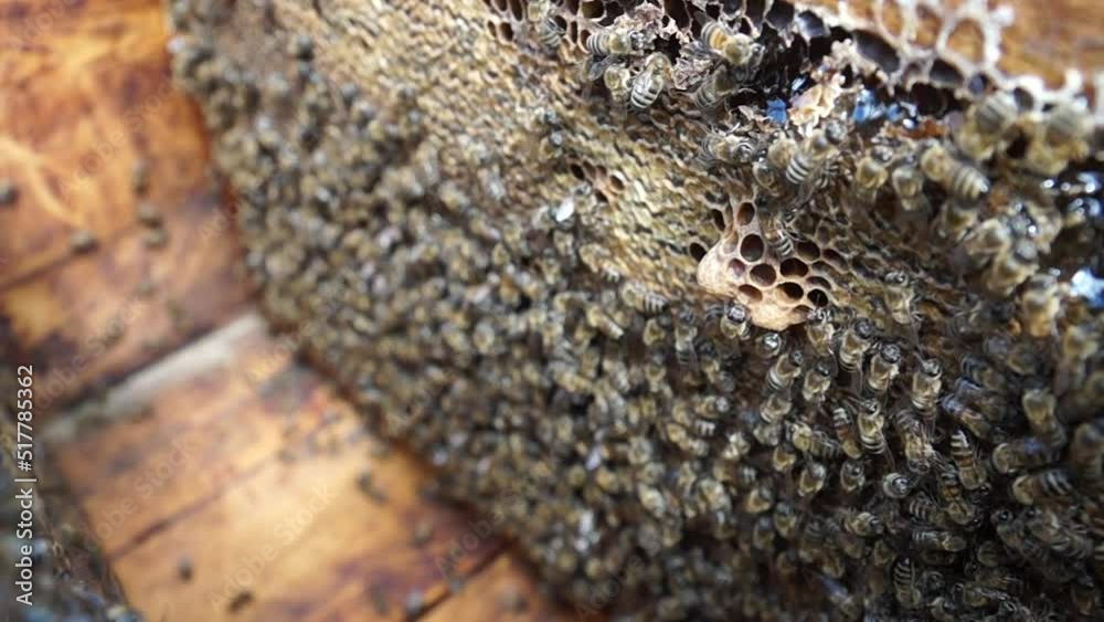 The beekeeper works in the apiary. Beehive and honey production. Work at home apiary. Swarm of bees. The beekeeper works in the apiary. Beehive and honey production. Work at home apiary. Swarm of bees.