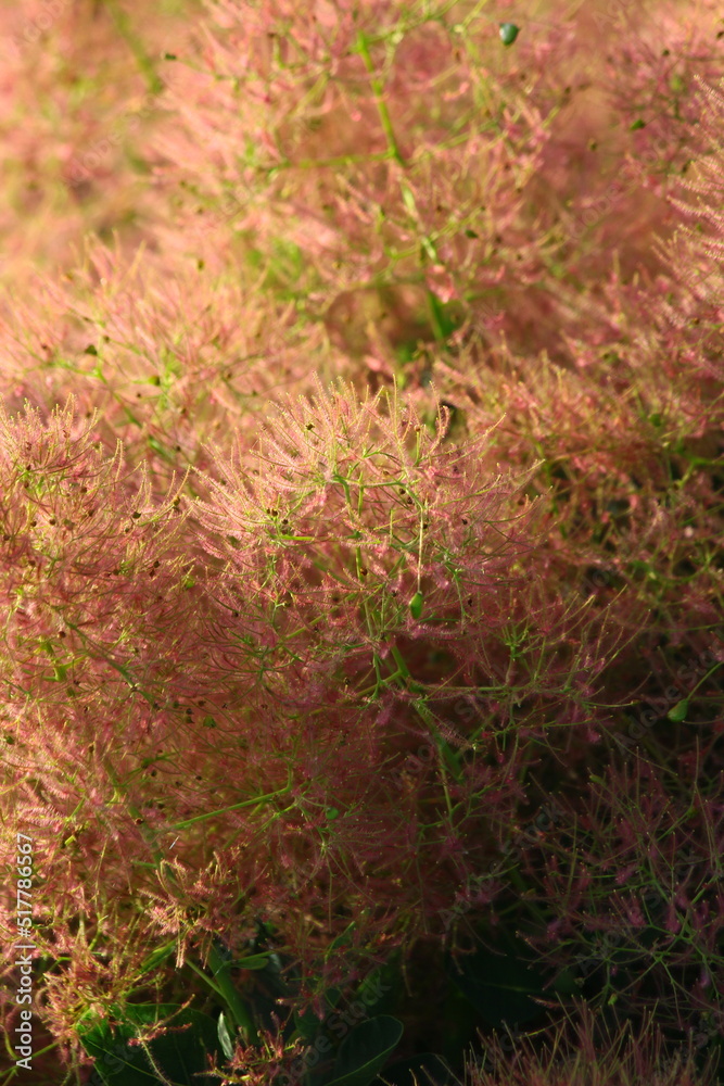 Puszyste owocostany perukowca podolskiego (Cotinus coggygria) Puszyste owocostany perukowca podolskiego (Cotinus coggygria)