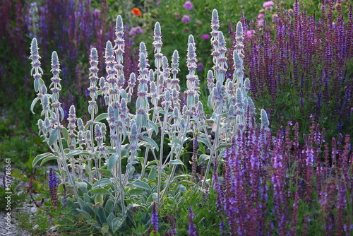 Woolly hedgenettle (Stachys byzantina) and sage blooming in the rock garden